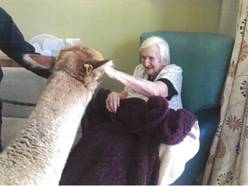 Alpacas join the residents at Signature House Image